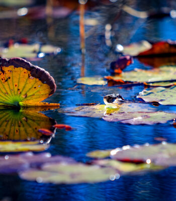 Lilly Pads on water